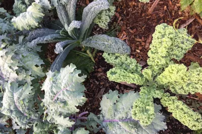 3_types_of_kale