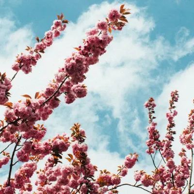 Spring Flower Branches