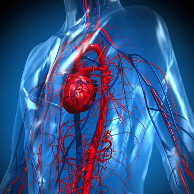 Cardiac - AdventHealthMD