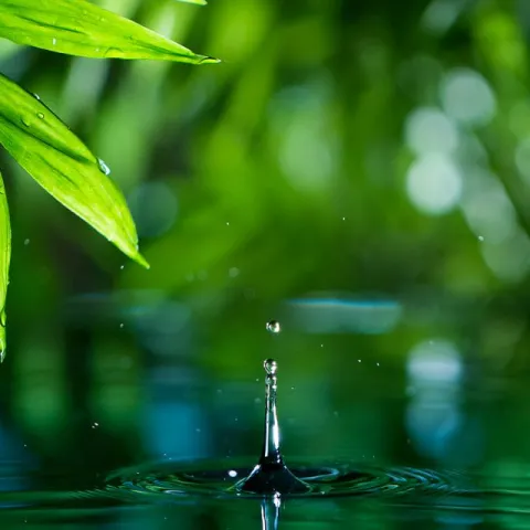 Leaves and water droplets