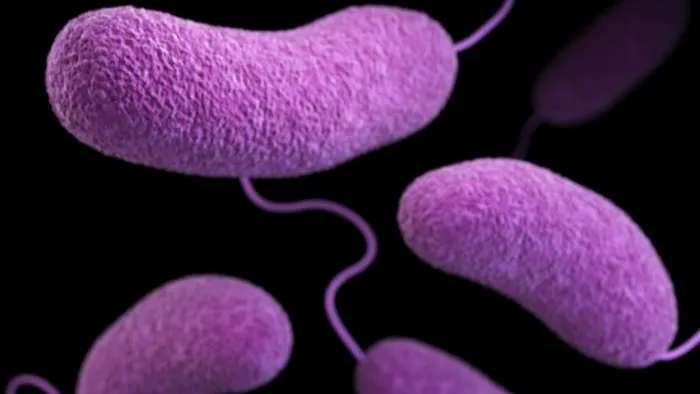 Pathogen illustration of vibrio